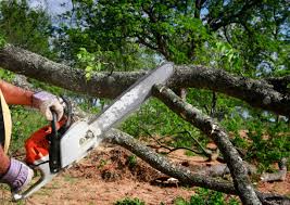 How Our Tree Care Process Works  in  Claymont, DE