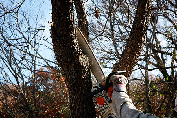 Claymont, DE Tree Removal Services Company